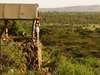 Basecamp Masai Mara - Viewpoint 